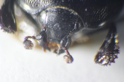 Réf. 194 528 : Saprinus planiusculus